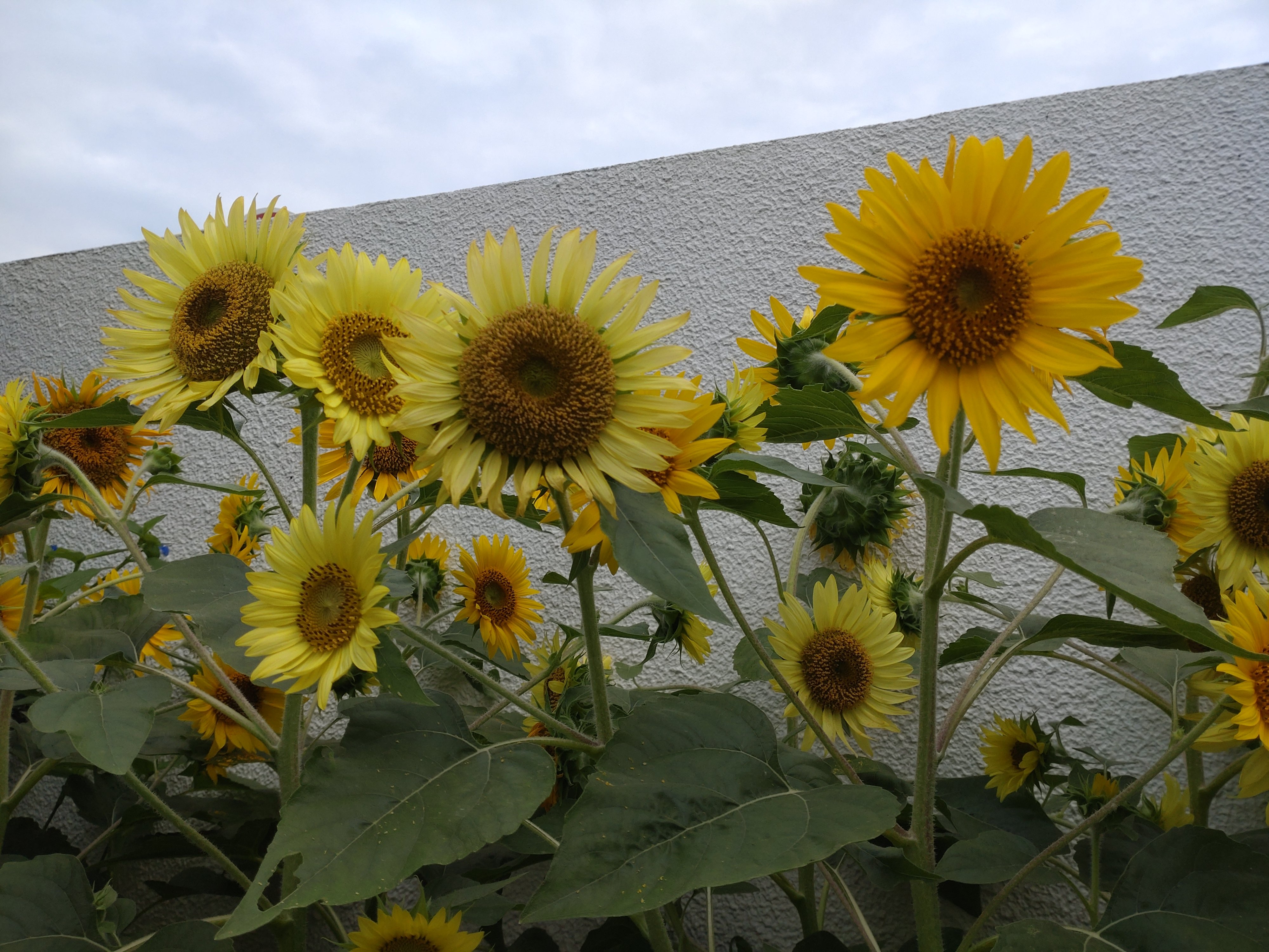 Sunflower.JPG