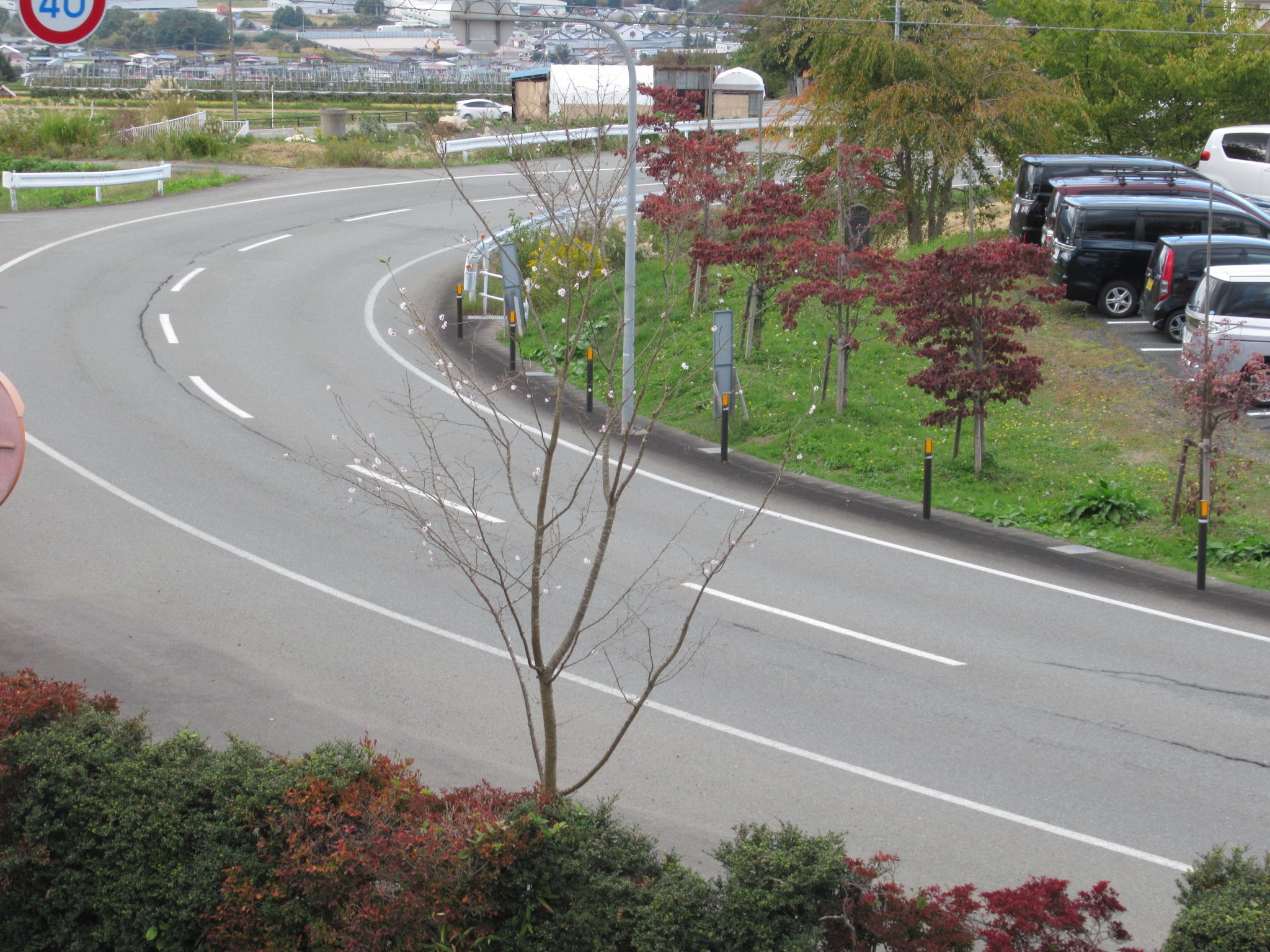 60周年記念で植樹した四季桜