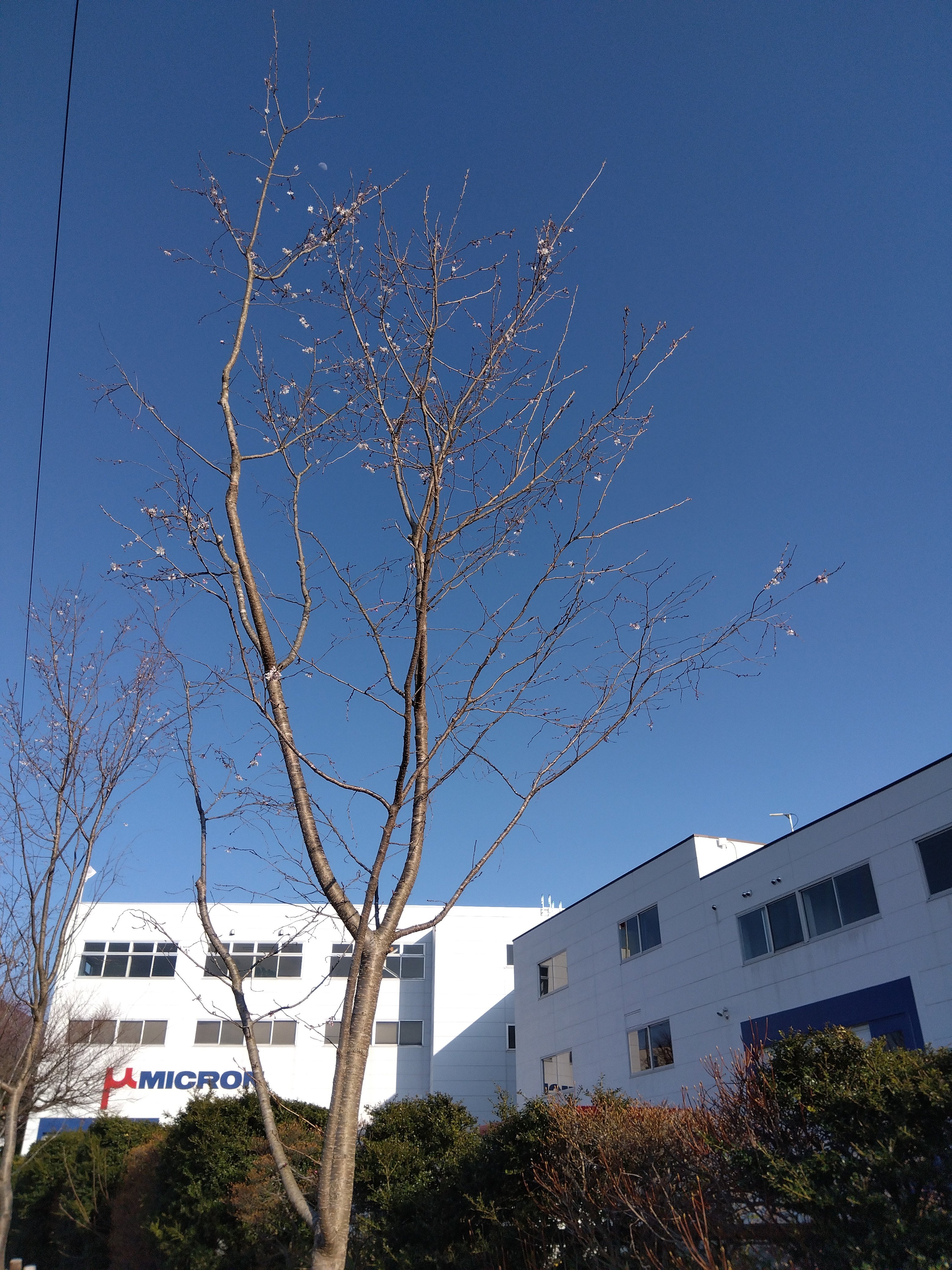 四季桜と月